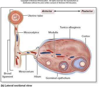 Lateral sectional view of ovary