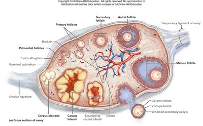 Cross section of ovary showing follicle stages