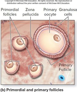 Primordial and primary follicles