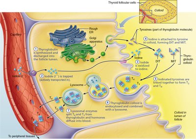 Synthesis and release of thyroid hormone