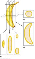 Objects can look odd when viewed in section