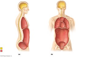 Dorsal and ventral body cavities and their subdivisions