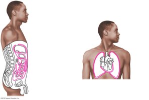Serous membranes of the ventral body cavities