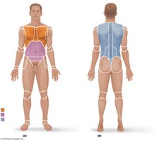 Surface anatomy regions, anterior and posterior views