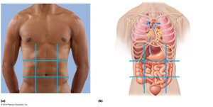 Abdominopelvic regions