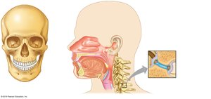 Other body cavities: oral, nasal, orbital, middle ear, synovial