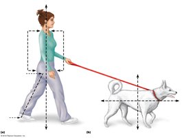 Anatomical terminology for body orientation and direction