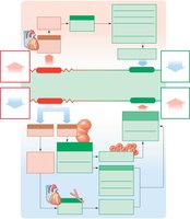 Hormonal regulation of blood pressure