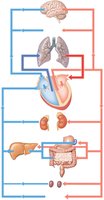 Pattern of circulation: pulmonary and systemic circuits