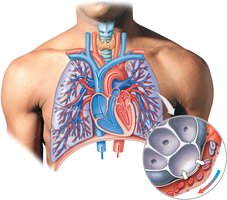 The pulmonary circuit