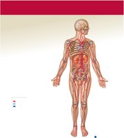 Major systemic arteries