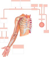 Arteries of chest and upper limb