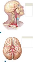 Arterial supply to the brain
