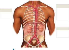 Major arteries of the trunk