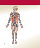 Major systemic veins