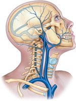 Major veins of the head and neck