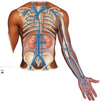 Venous drainage of abdomen and chest