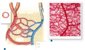 Organization of a capillary bed