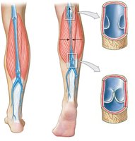 Function of valves in the venous system