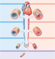 Structure of types of blood vessels