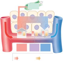 Forces acting across capillary walls
