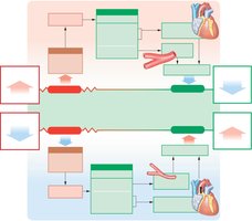 Baroreceptor reflexes of the carotid sinuses and aortic arch
