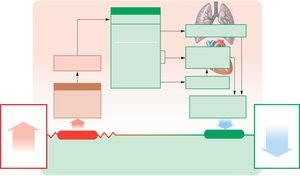 Chemoreceptor reflexes