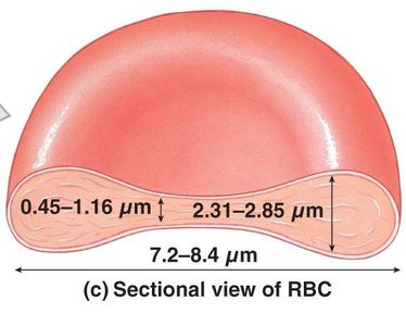 Anatomy & Physiology Blood Study Guide for Exams | Notes