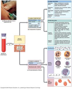 Anatomy & Physiology Blood Study Guide for Exams | Notes