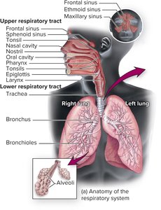 Anatomy of the respiratory system, showing upper and lower respiratory tract