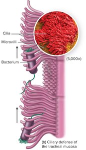 Ciliary defense of the tracheal mucosa