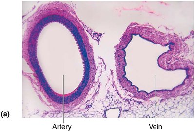 Generalized structure of arteries, veins, and capillaries
