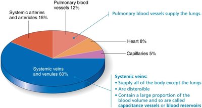 Anatomy & Physiology Study Guide: Blood Vessel Structure | Notes