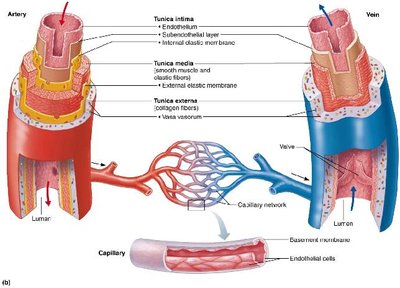 Generalized structure of arteries, veins, and capillaries