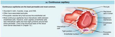 Continuous capillary structure