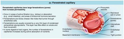 Fenestrated capillary structure