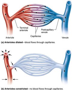 Anatomy of a typical capillary bed