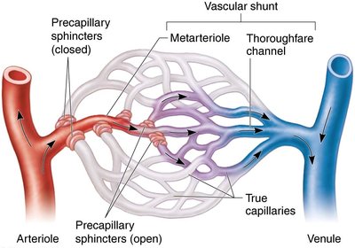 Anatomy of a special (mesenteric) capillary bed