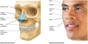 Anatomy of the nose: internal and external structures