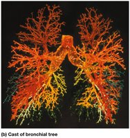 Branching pattern of the bronchial tree (tertiary bronchi)