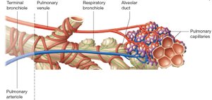 Anatomy of the respiratory zone: alveolar ducts and sacs