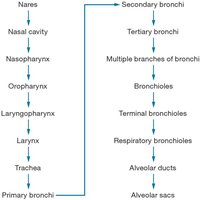 Pathway of inhaled air to alveoli