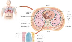 The pleurae and pleural cavities