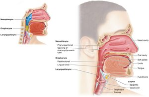 Anatomy of the pharynx: nasopharynx, oropharynx, laryngopharynx