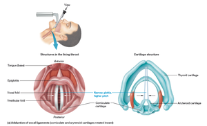 Larynx: adduction of vocal ligaments, narrow glottis, higher pitch