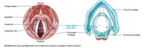 Larynx: abduction of vocal ligaments, open glottis, lower pitch