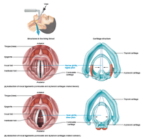 Larynx: changes in vocal ligaments during speech