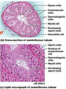 Histology of the testes