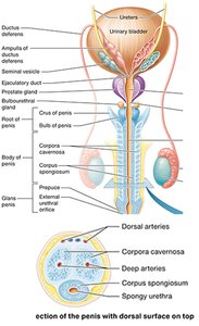 Penis anatomy