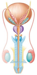 Accessory glands of the male reproductive system